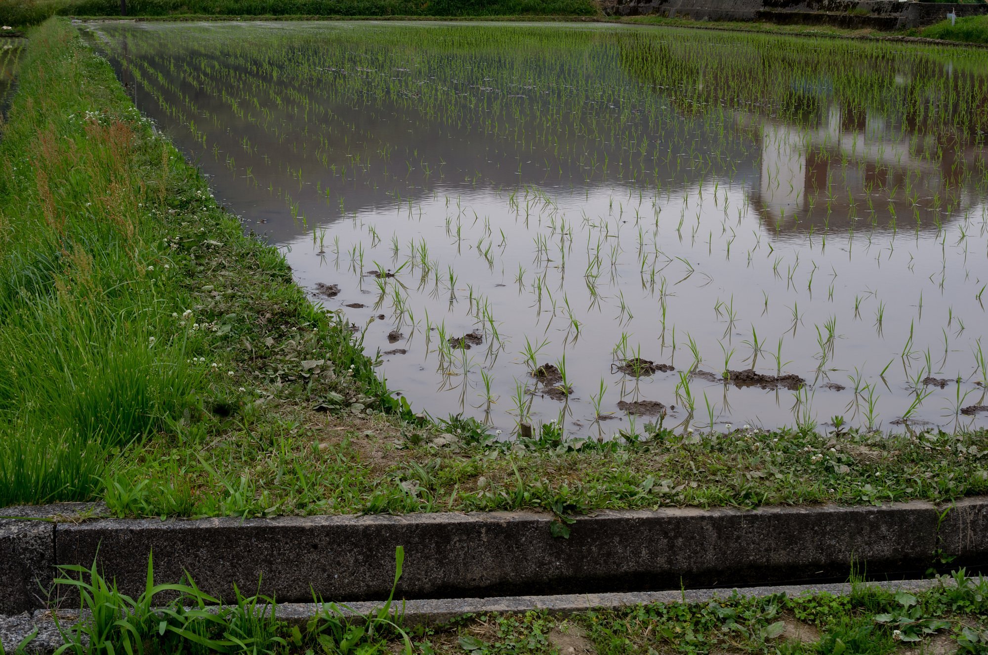 田植え。