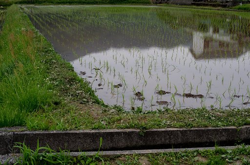 田植え。