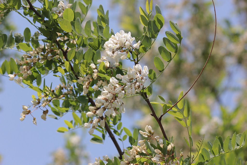 河川敷の森、エンジュが咲きました。
