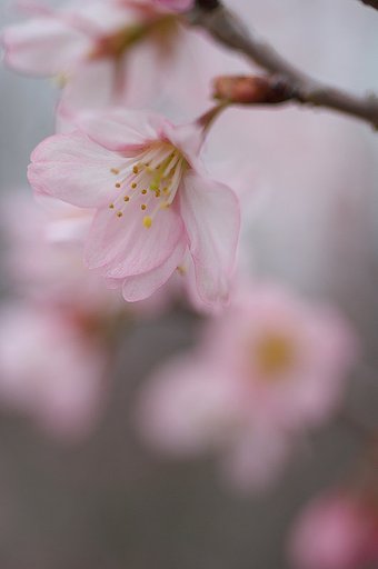 早咲きの桜