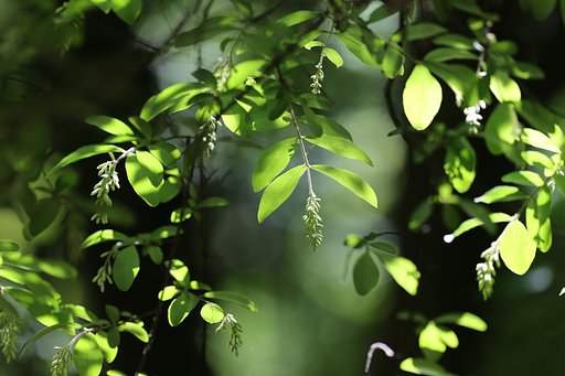 木洩れ陽