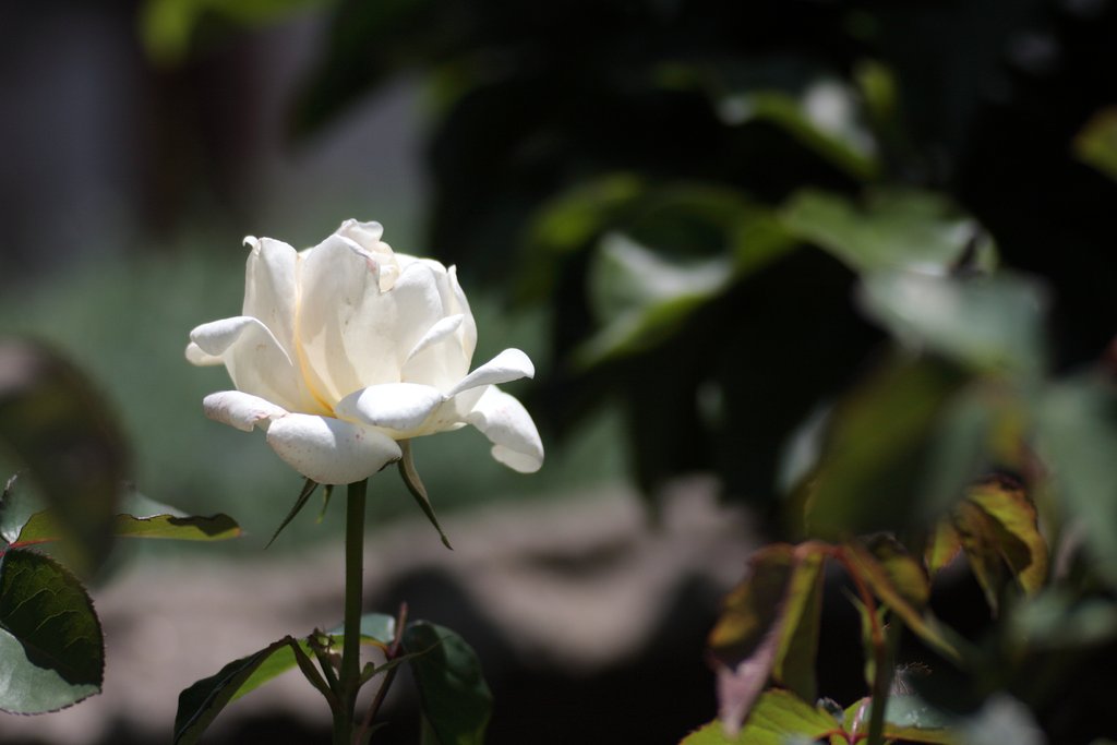 白薔薇