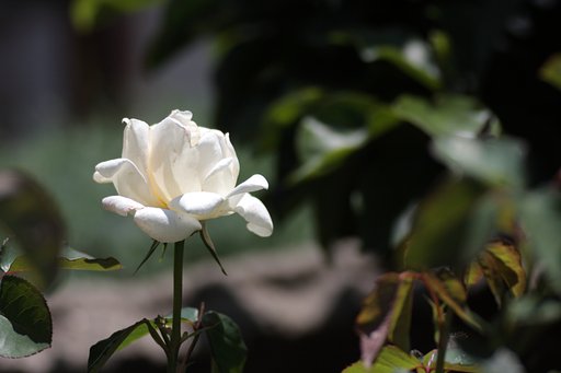 白薔薇