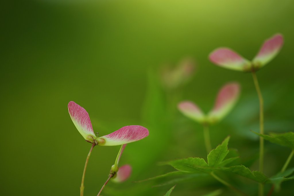 緑の中のトンボ
