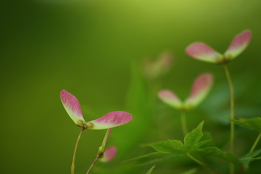 5月9日の写真