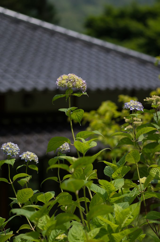 梅雨の甍