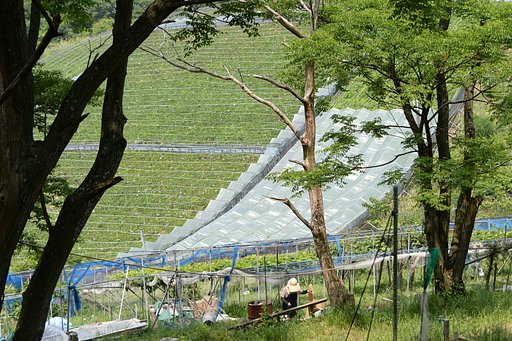 葡萄畑のある風景（３）