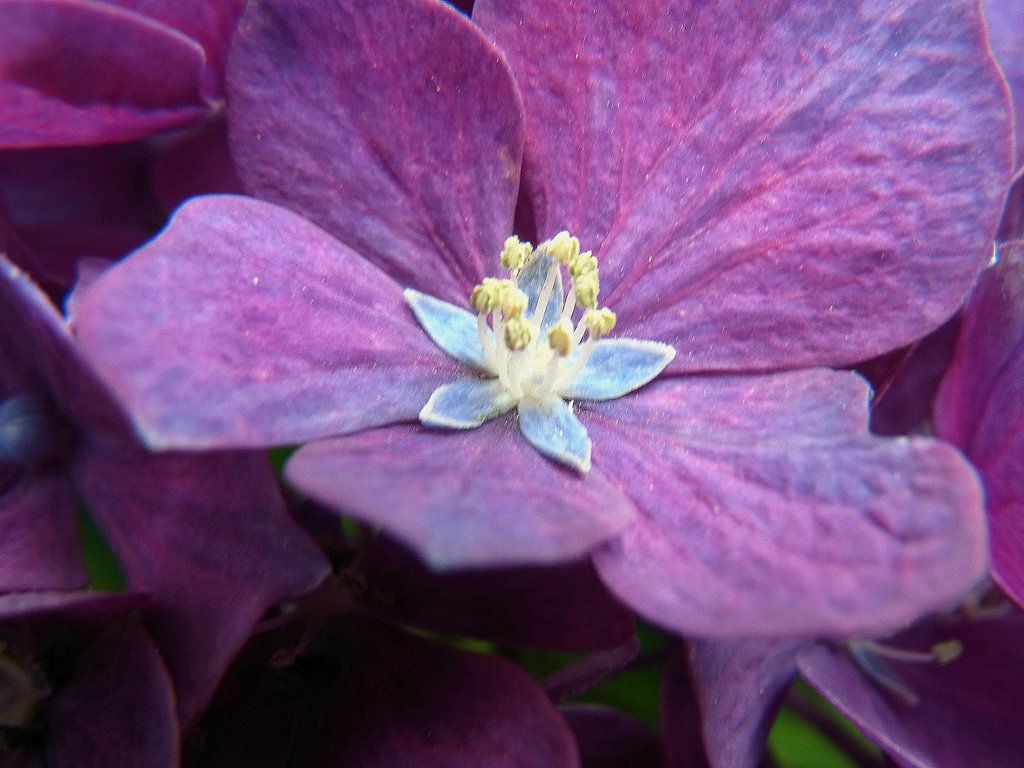 アジサイの花