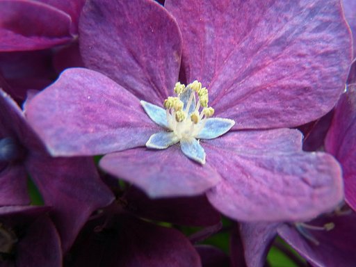 アジサイの花