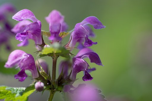 桃花テッドネットル