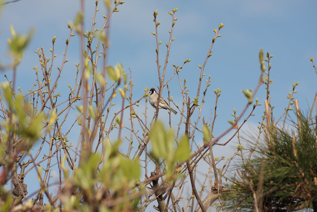 鳥？