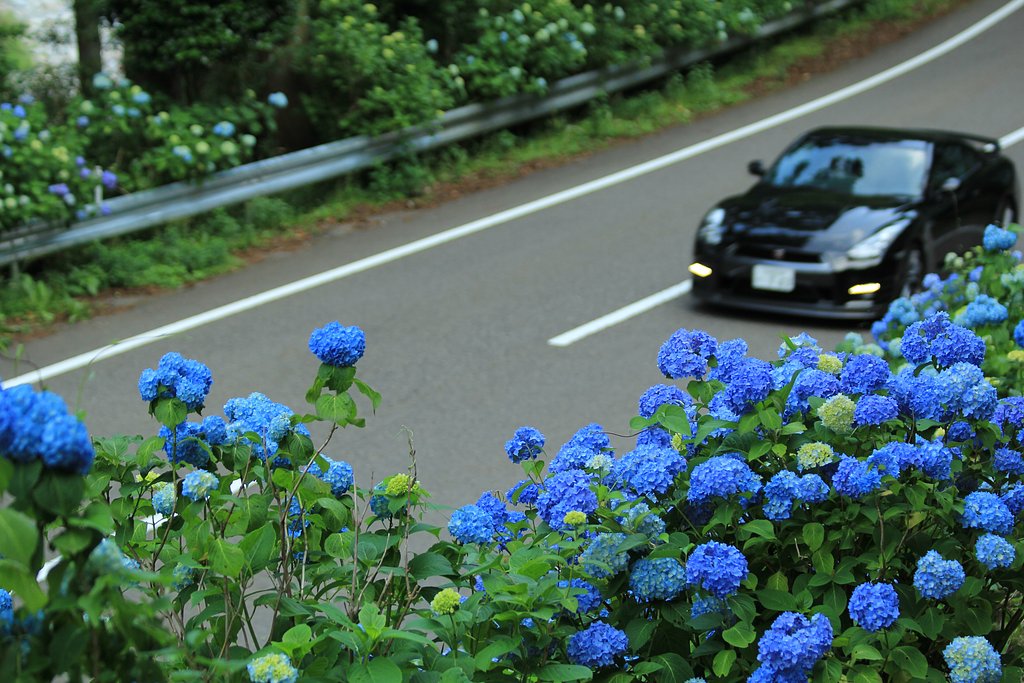 あじさいロード