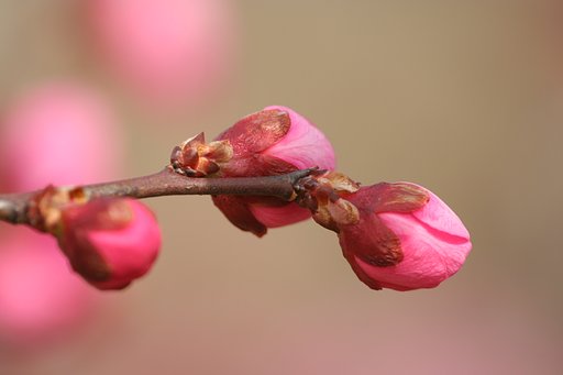 開花待ち