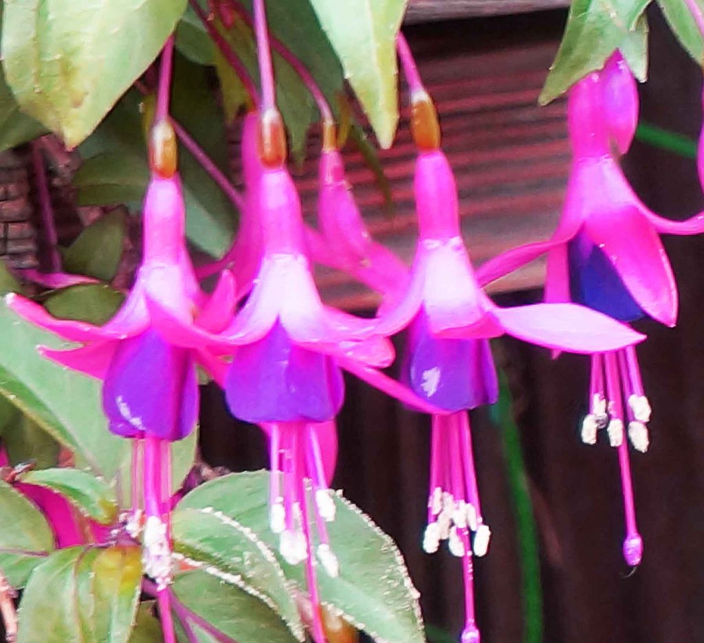 [？の花」