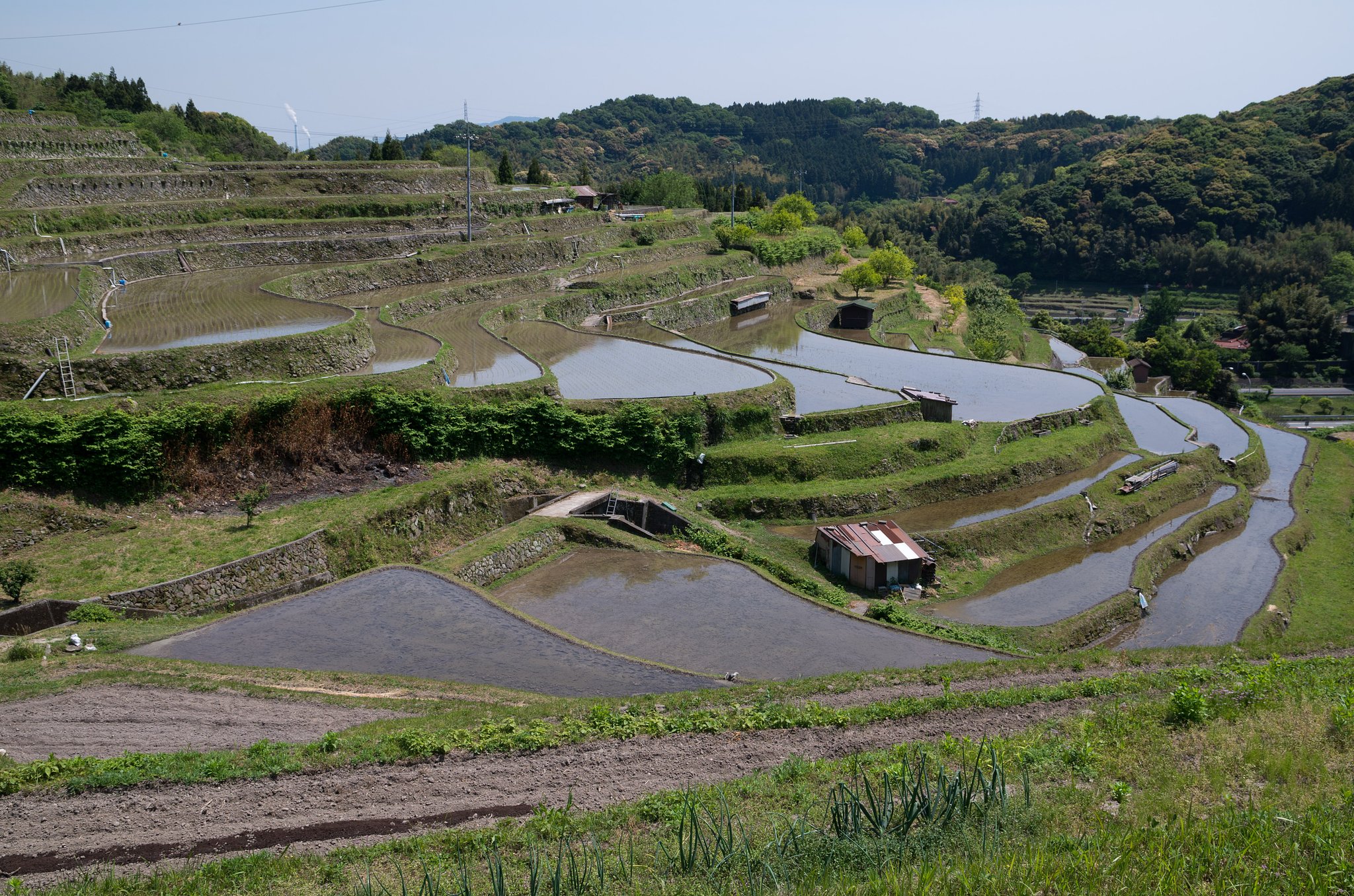 田植え