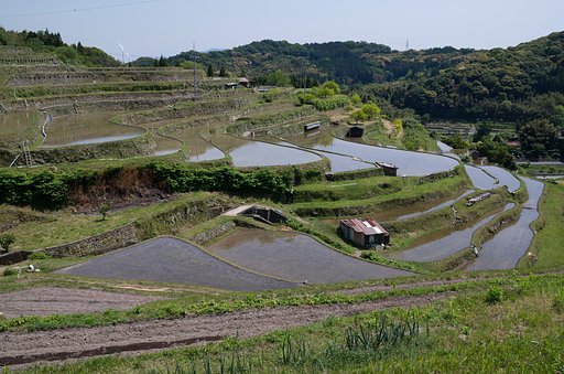 田植え