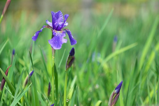 いずれがあやめ、かきつばた