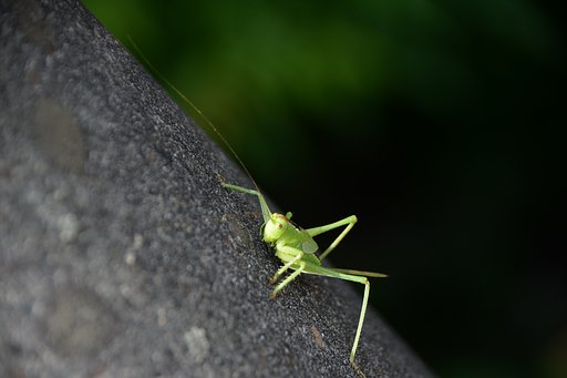 初々しい