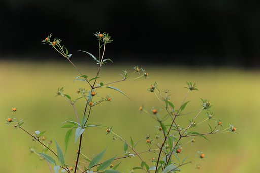 あぜ道の雑草
