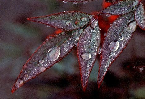 雨の日