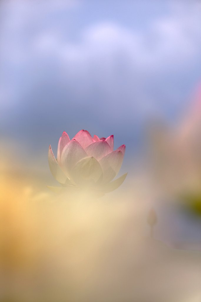 梅雨晴れに咲く