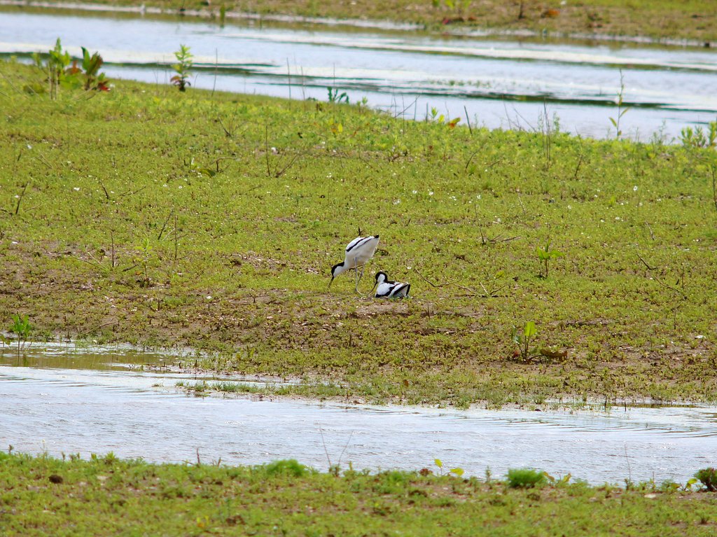 Avocet