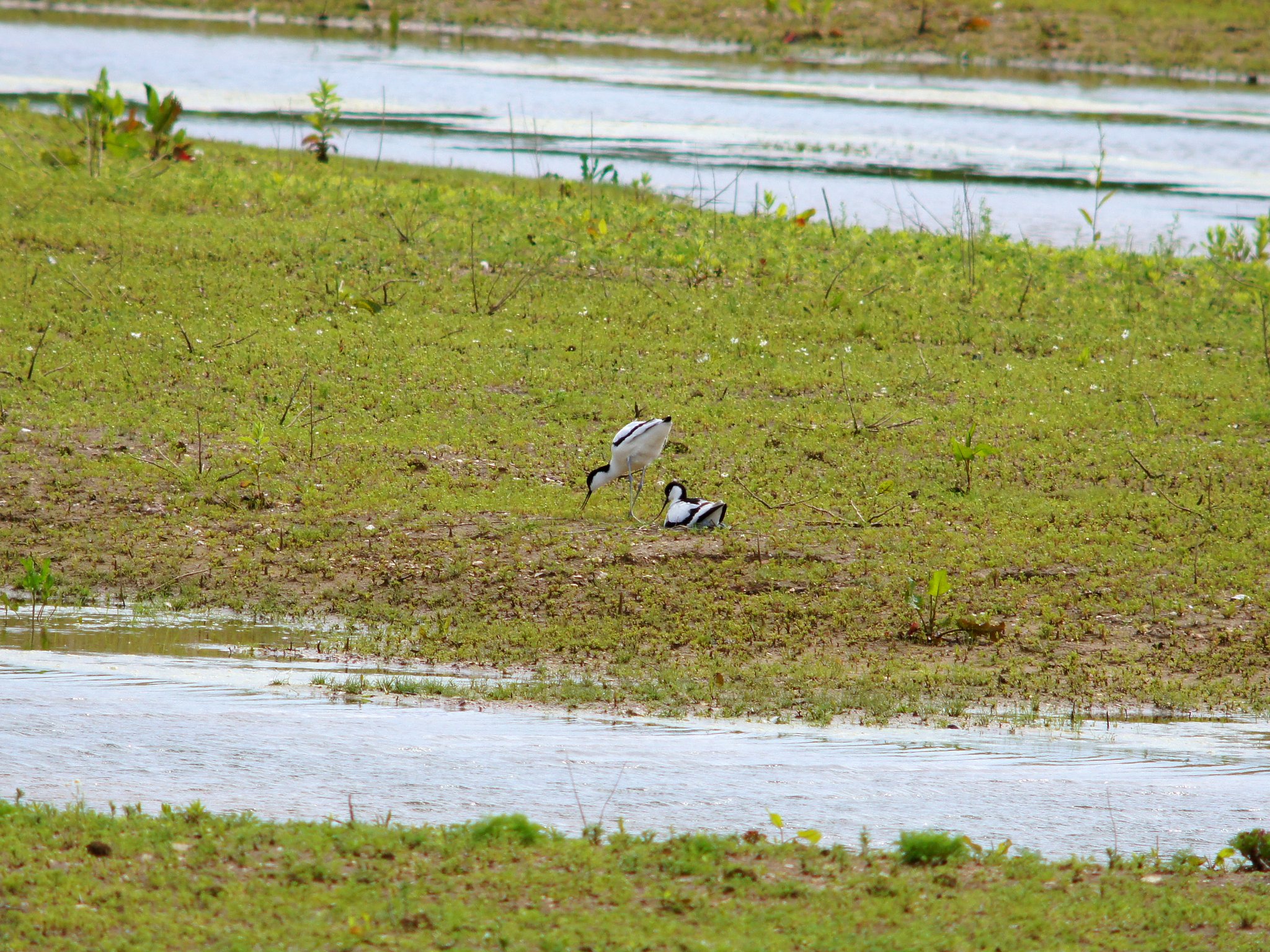 Avocet