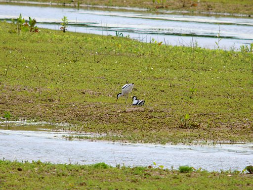 Avocet
