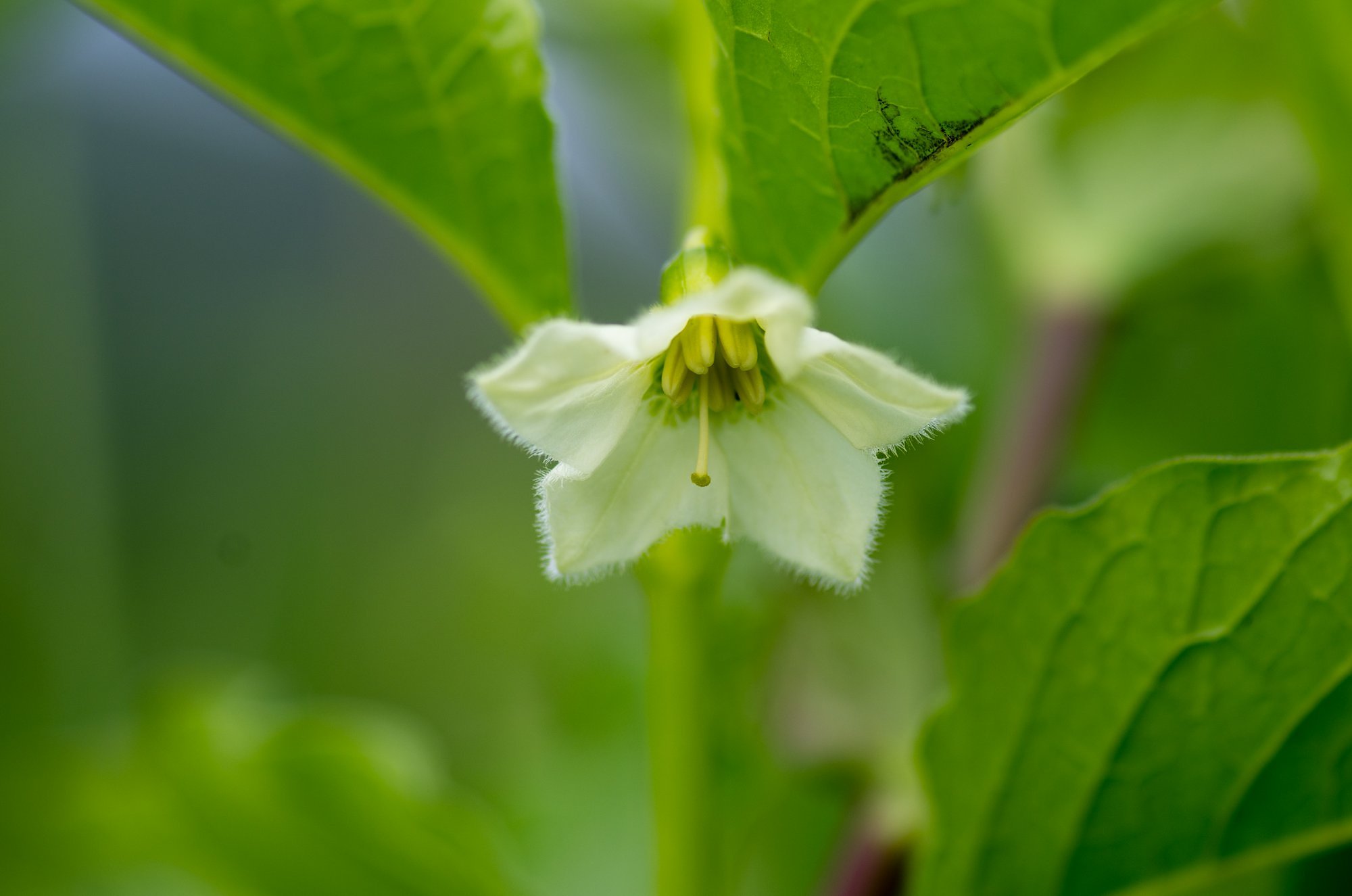 ホオズキの花。