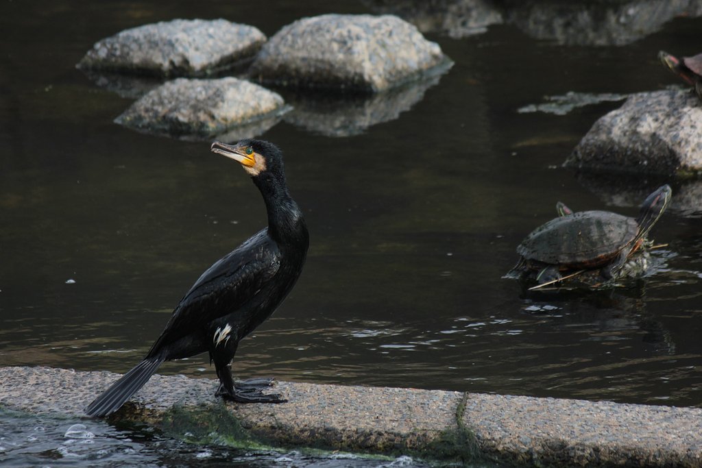 川にカワウ、カメ...カメラ