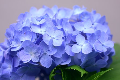 ブルー