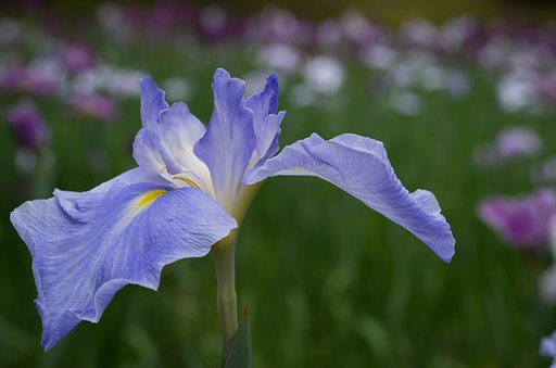 花菖蒲