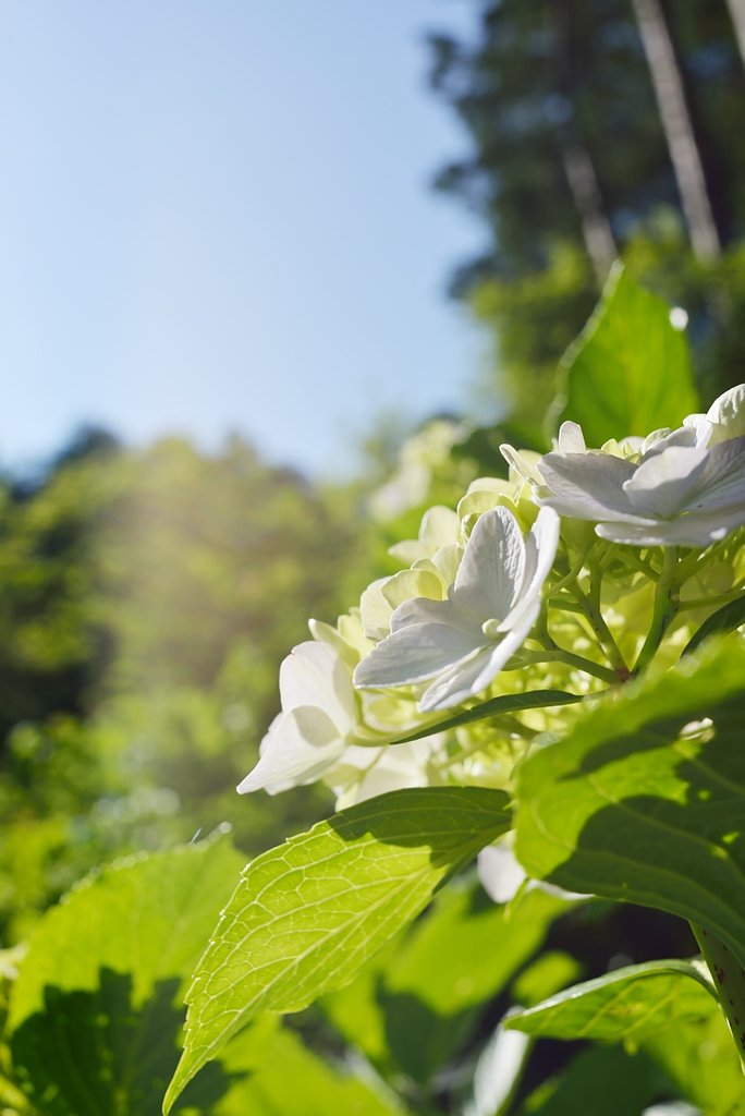 かんかんでり紫陽花