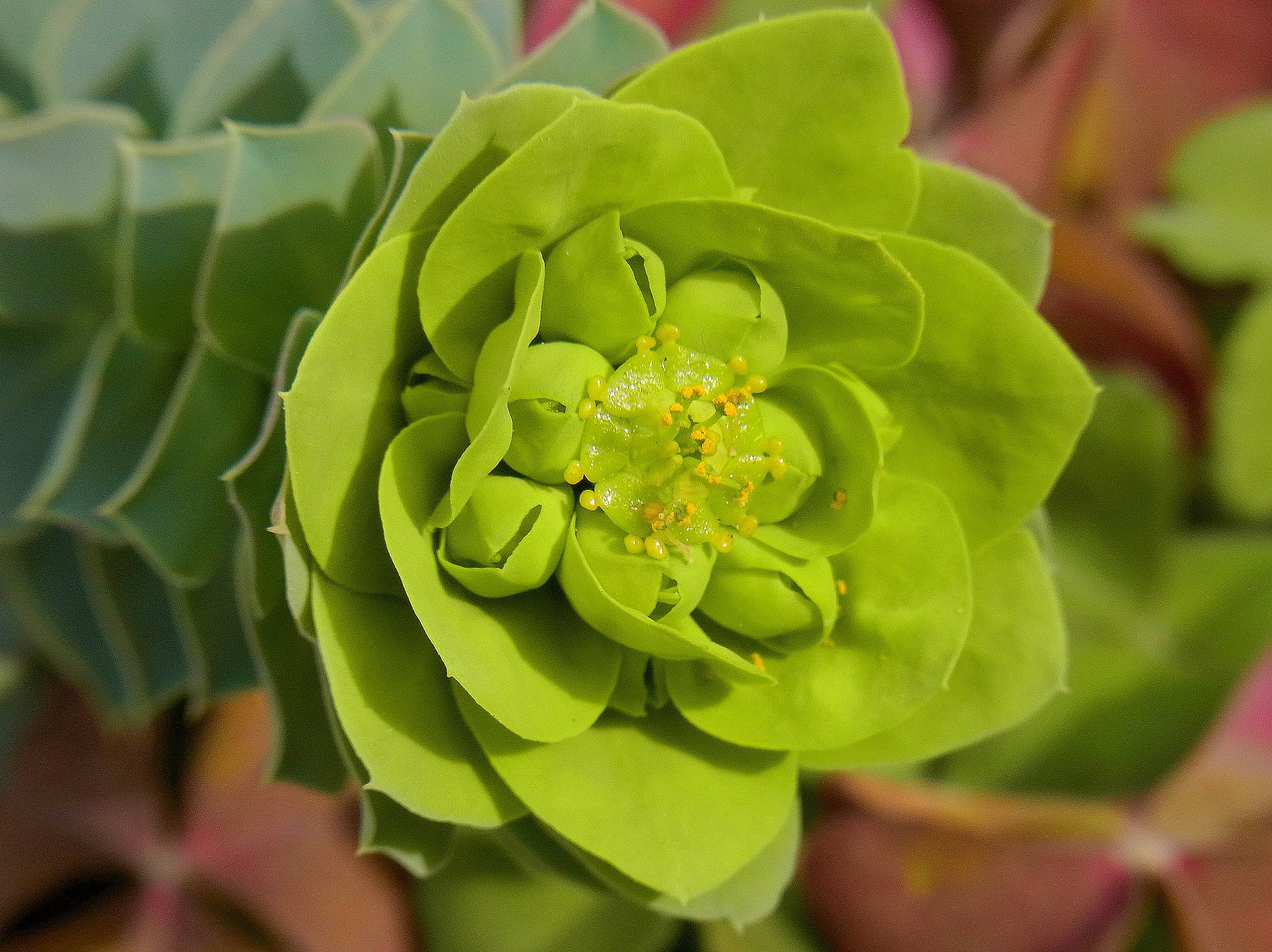 緑の花