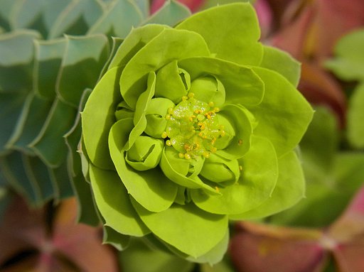 緑の花
