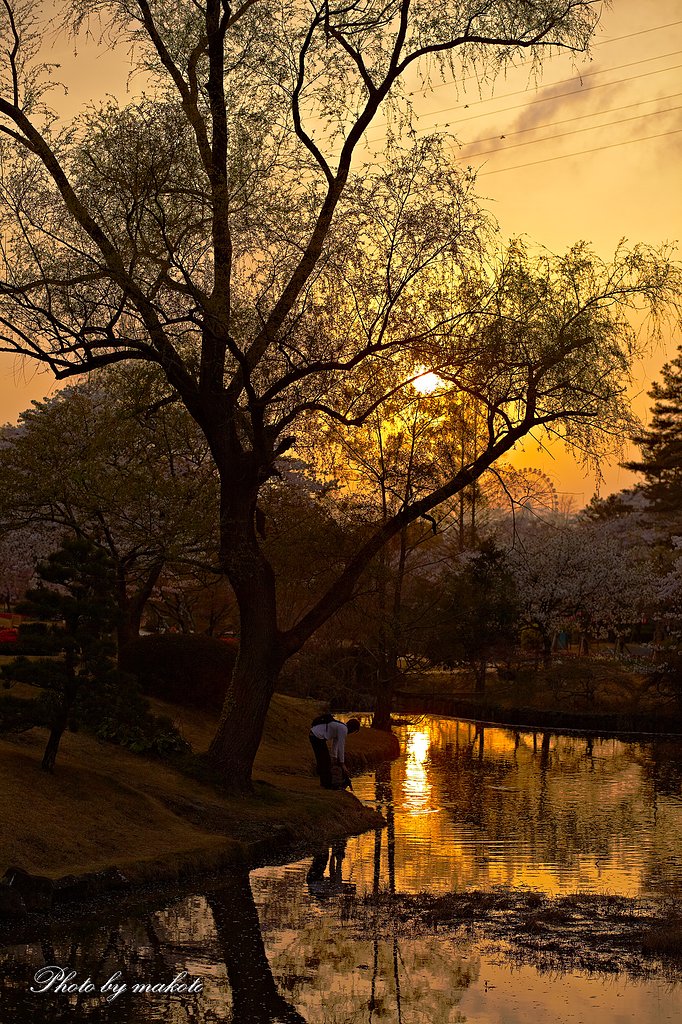 庭園の夕暮れ