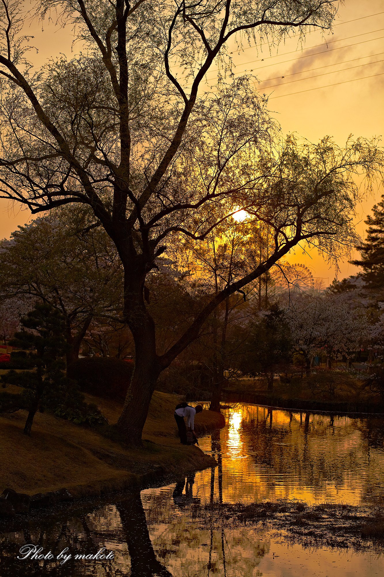 庭園の夕暮れ