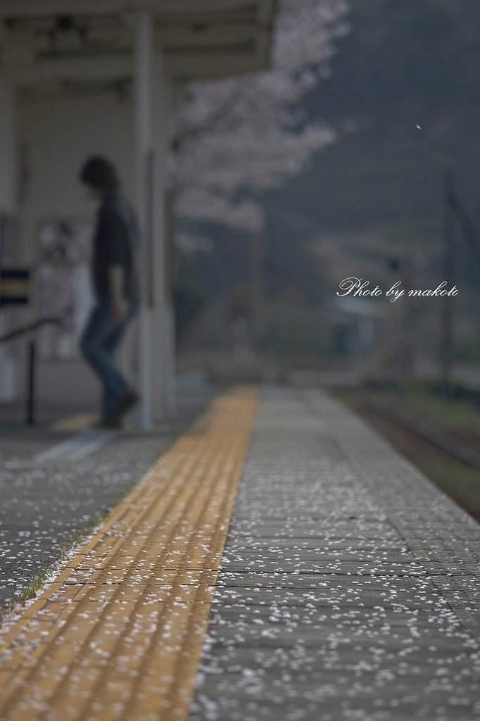 桜散るホームに・・・
