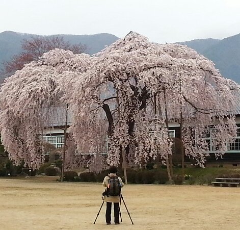 【スクエア】杵原学校のしだれ桜
