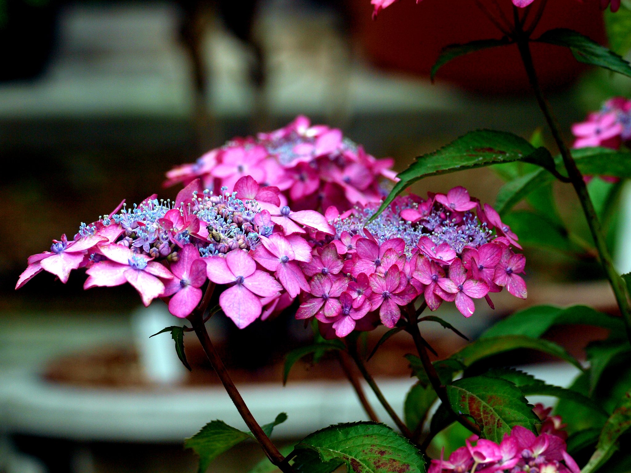 赤い紫陽花
