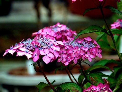 赤い紫陽花