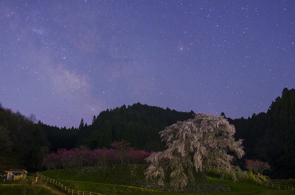 夢見瀧桜