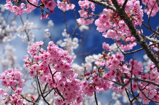 今年の花見