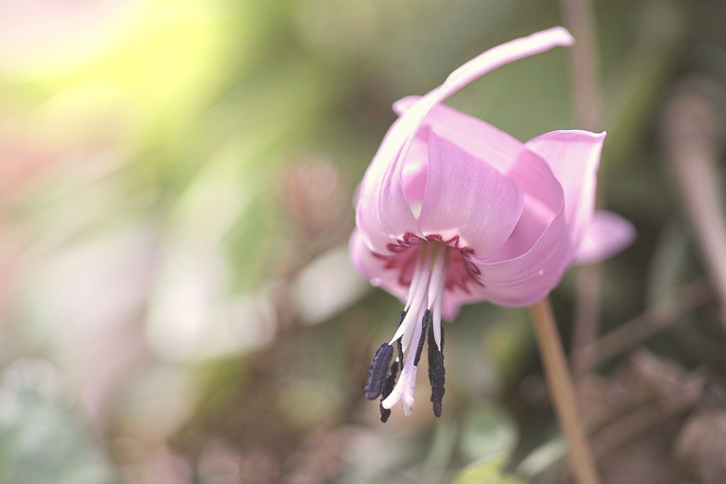春の花