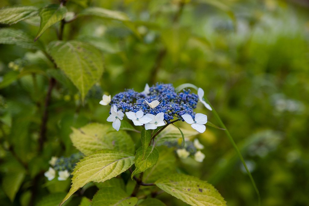 甘茶の花!