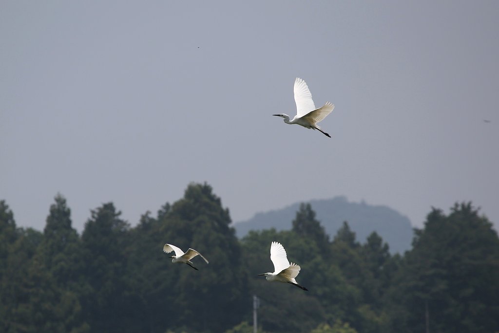 飛ぶダイサギ