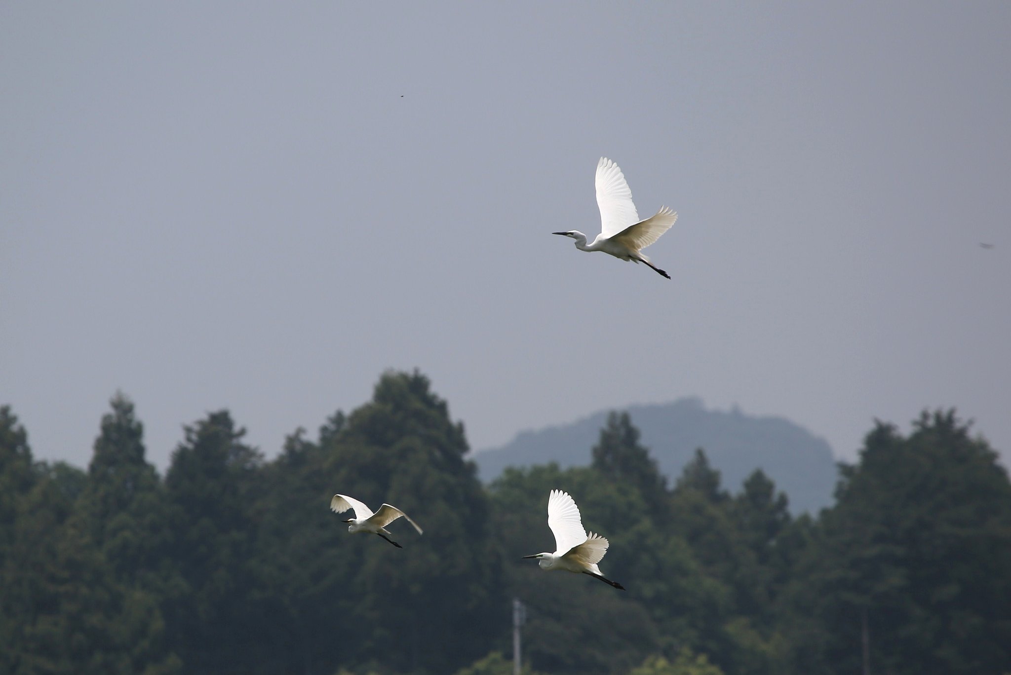 飛ぶダイサギ