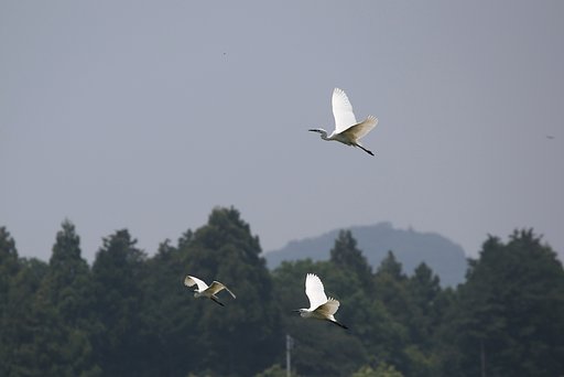 飛ぶダイサギ