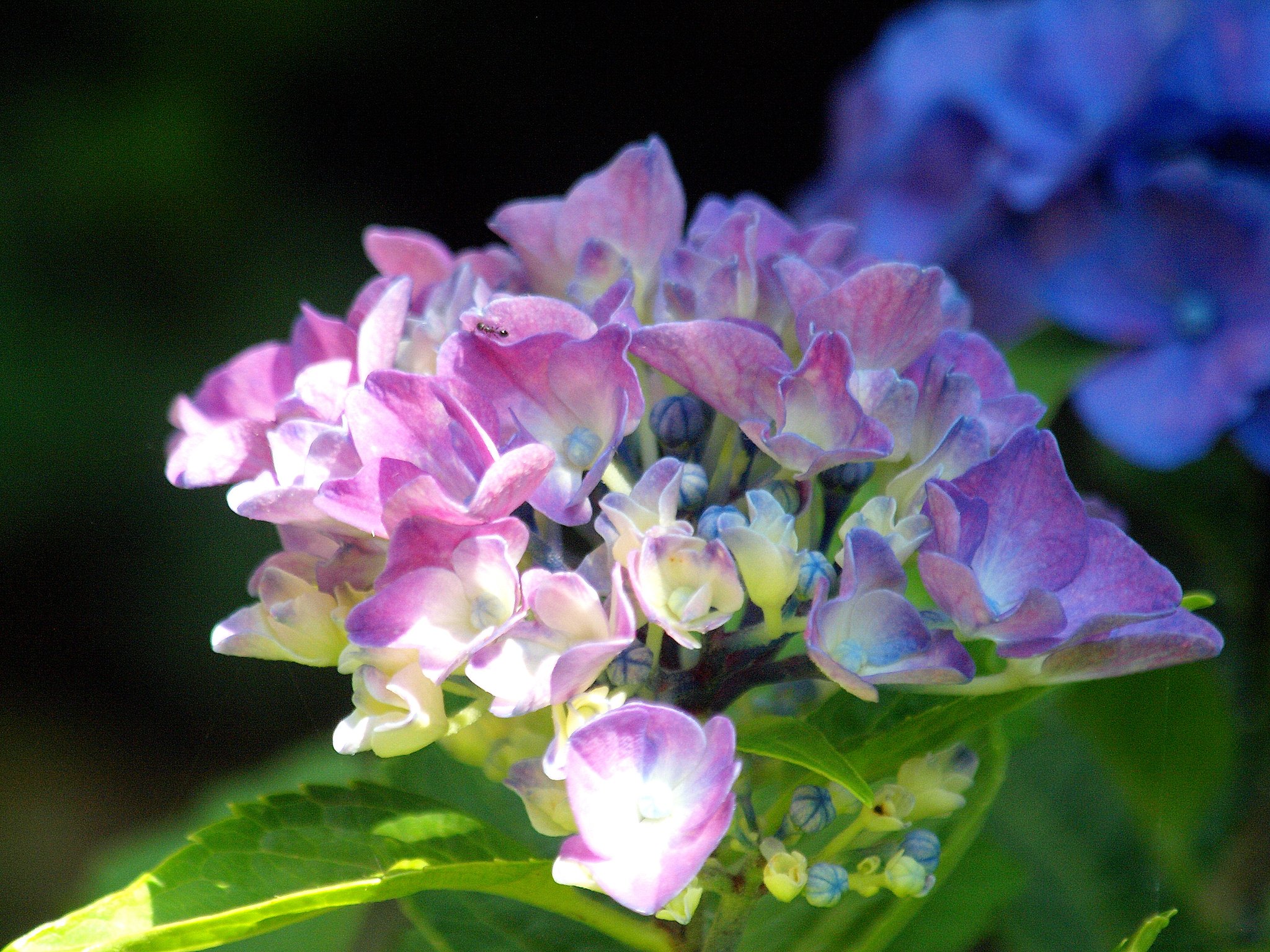 【影】紫陽花UP