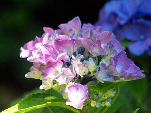 【影】紫陽花UP